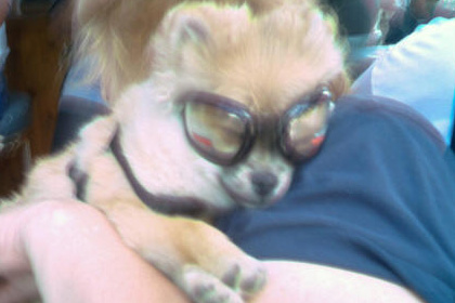 Woman holds her dog who is wearing goggles.